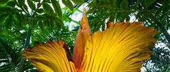 Corspe Flower Amorphophallus Titanum