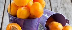 Apricot Harvest