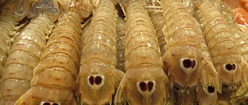 Venice Shrimp