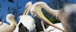 Pelicans at the Zoo Avifauna