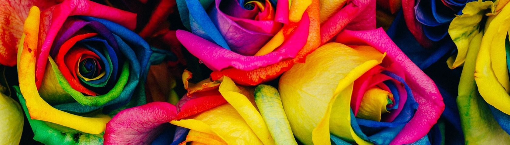 Rainbow Roses