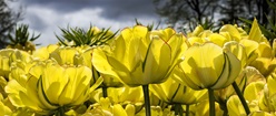Yellow Tulips Backlit