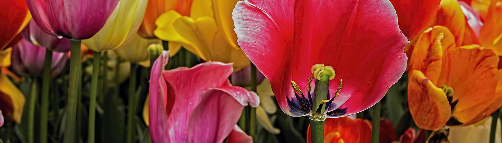 Multi-Coloured Tulips