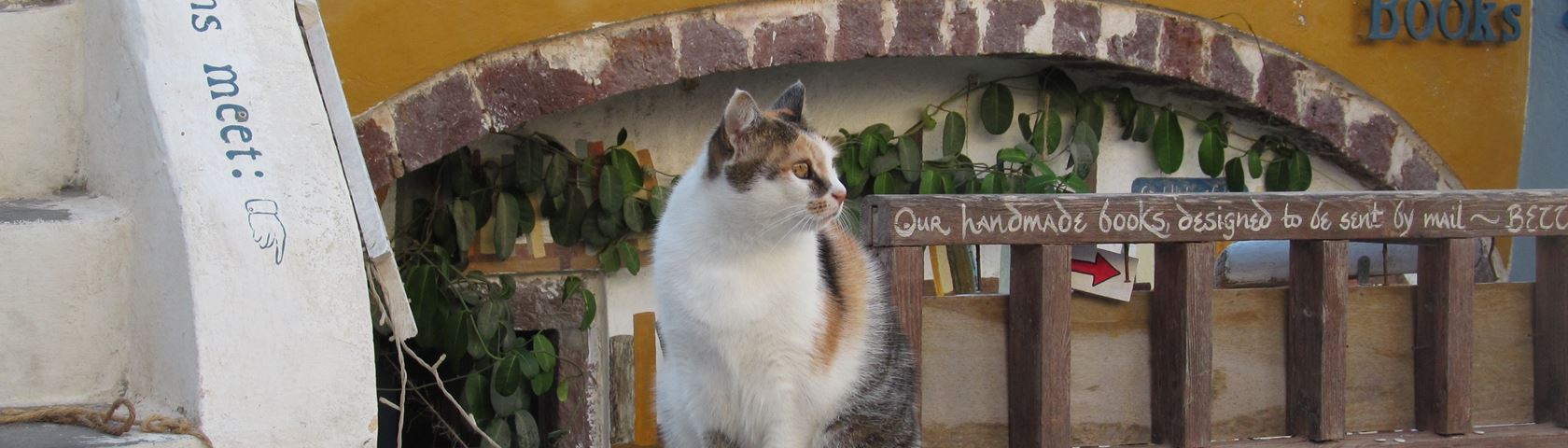 Cat in Santorini