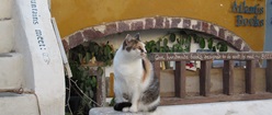 Cat in Santorini