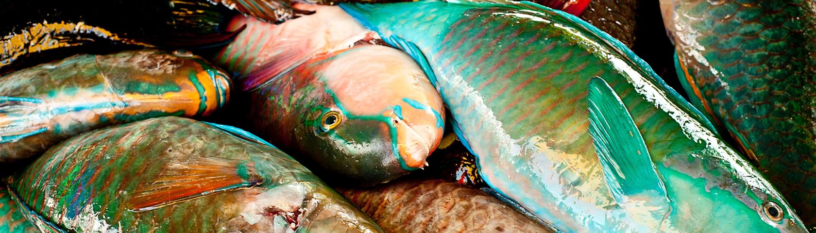 Neon Fish