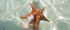 Starfish Cayman Island