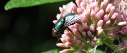 Fly on a Flower