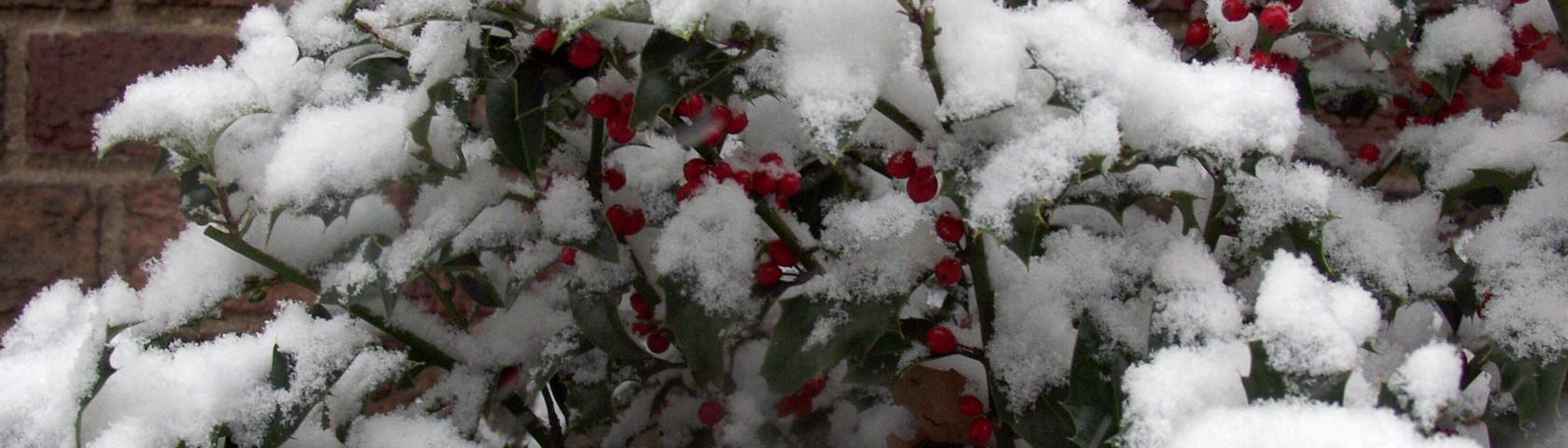 Snow Covered Holly Bushes