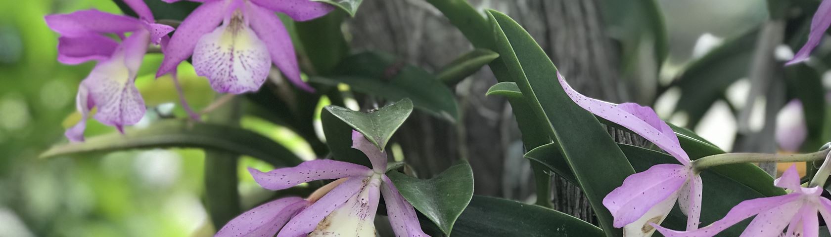 Kauai flora