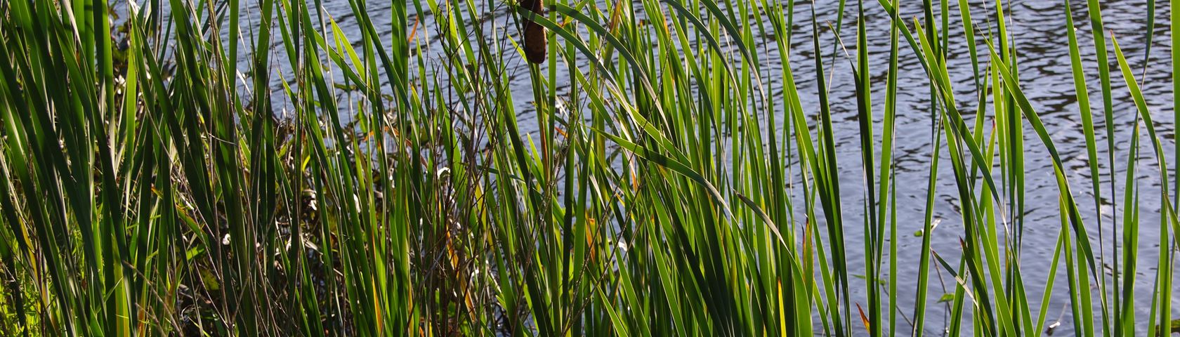 Lakeside Cattails