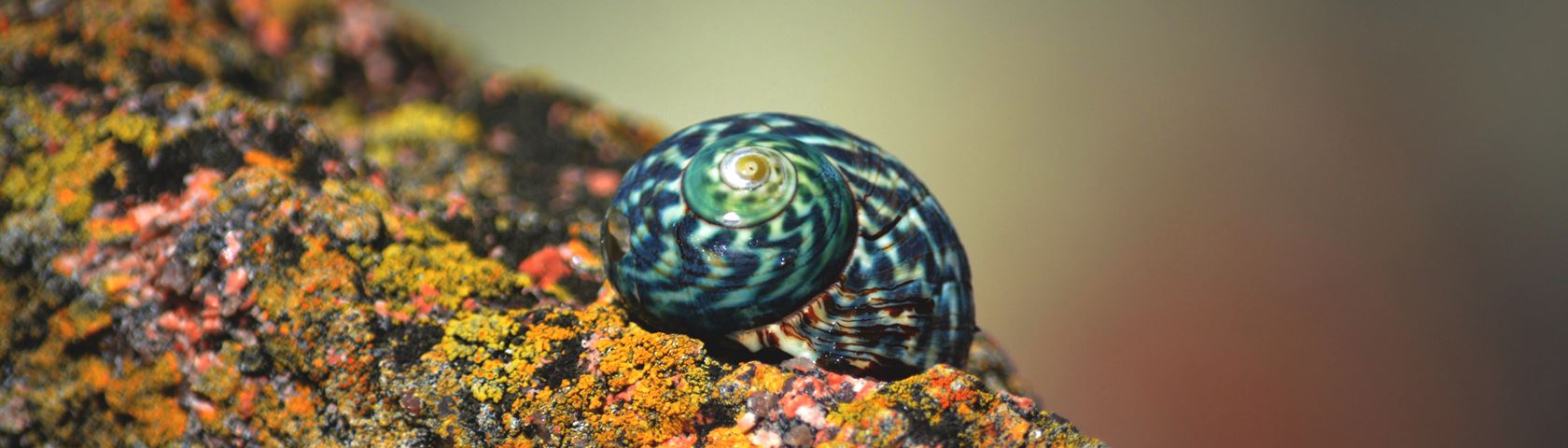 Seashell and Lichen