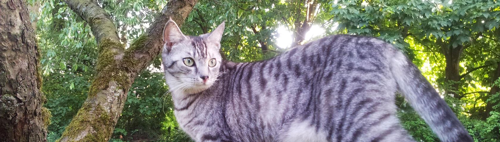 Tabby in Tree