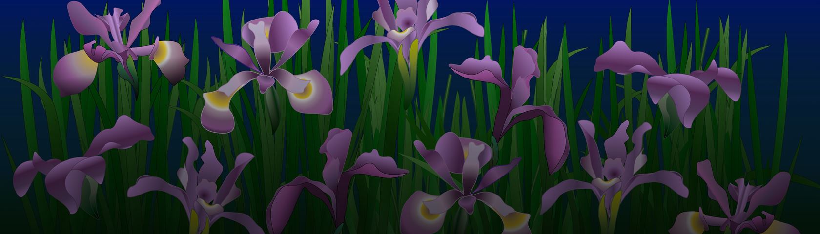 Irises Desktop