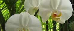 White Phalaenopsis Orchids
