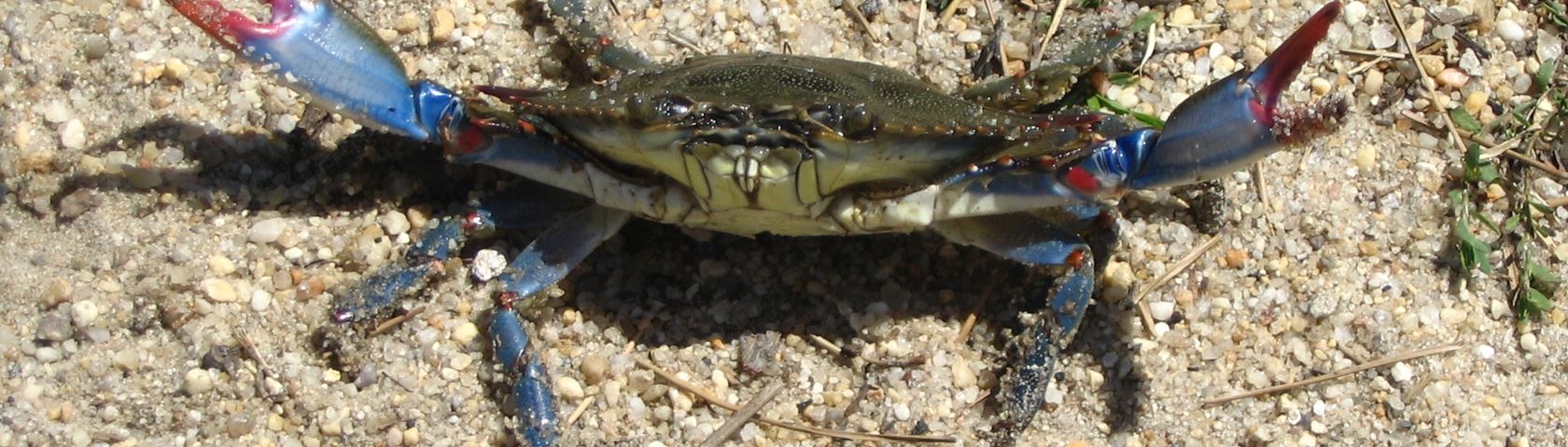 Jersey Crab