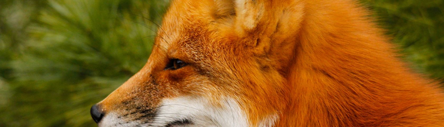 Foxy Looking Profile