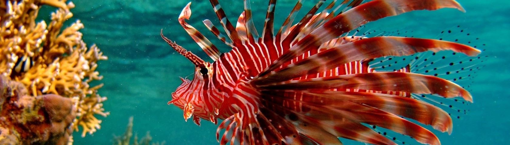 Red Lion Fish