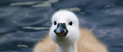 Baby Swan Swimming Free