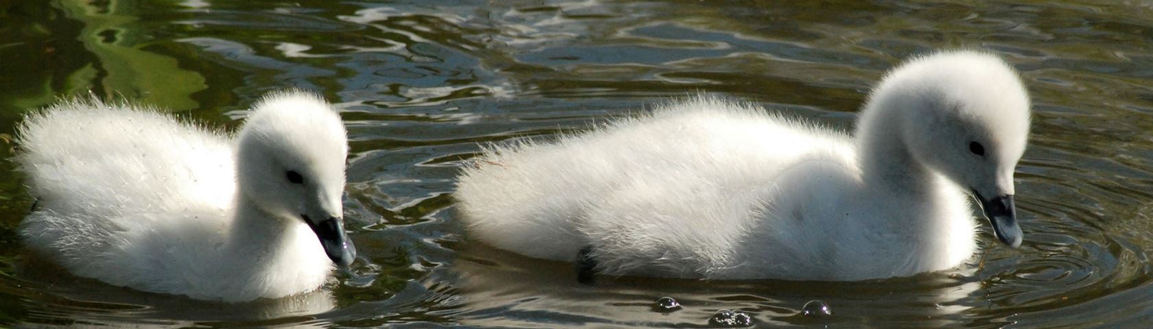 Baby Cygnets Out for a Swim