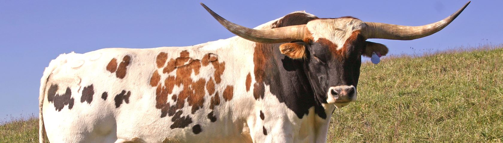 Prize Texas Longhorn Bull
