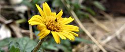 Flowers of Macacu