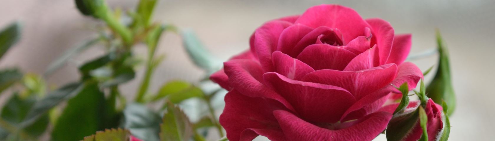 Rose Roses