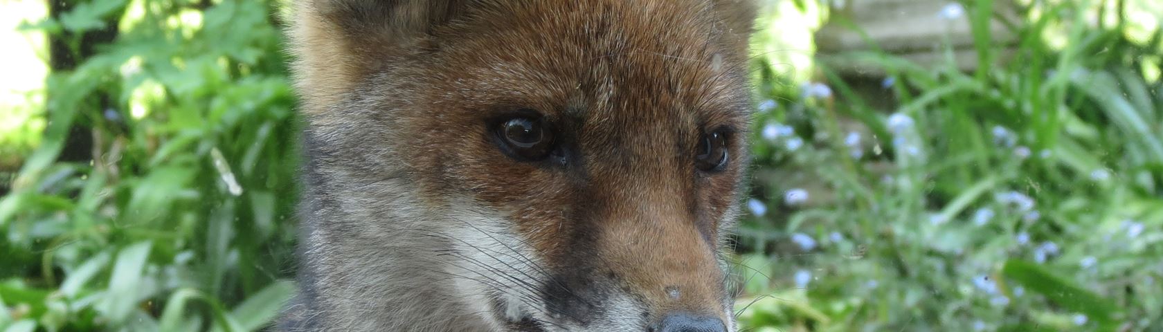 Fox Cub 2