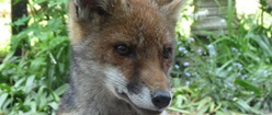 Fox Cub 2