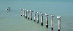 Crested Gulls in a Row