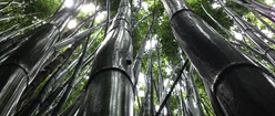 Warped Bamboo