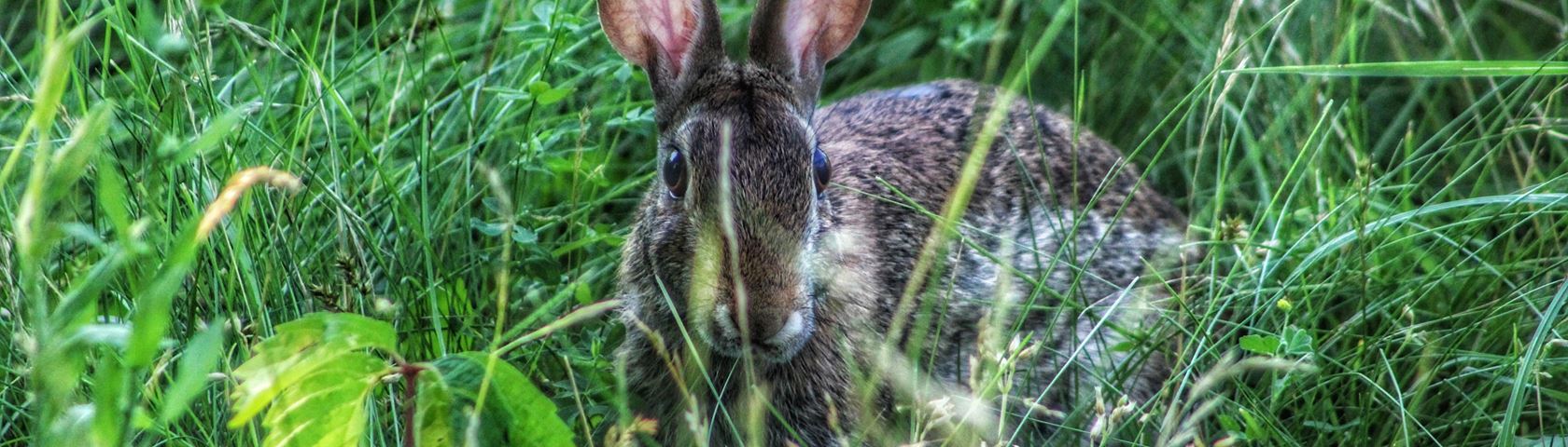 Cautious Bunny