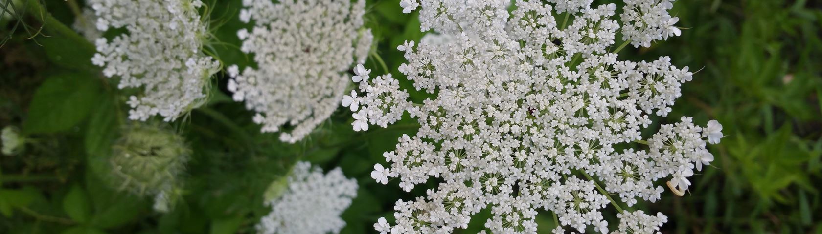 Queen Anne's Lace