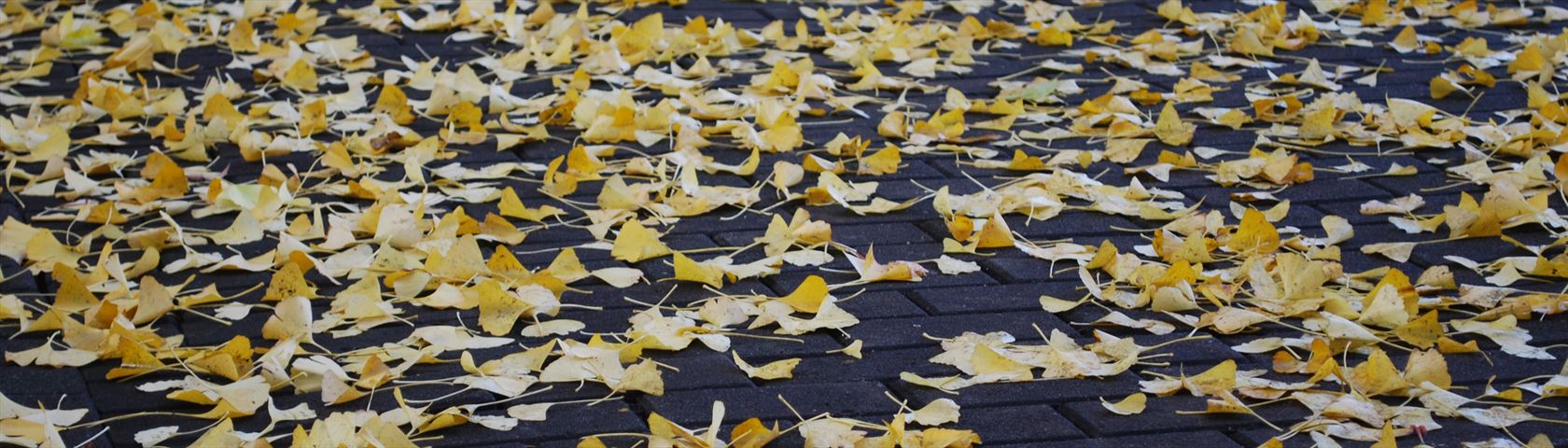 Fallen Ginko Leaves
