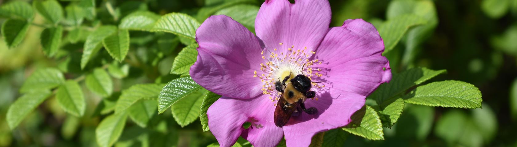 Bee in Rose