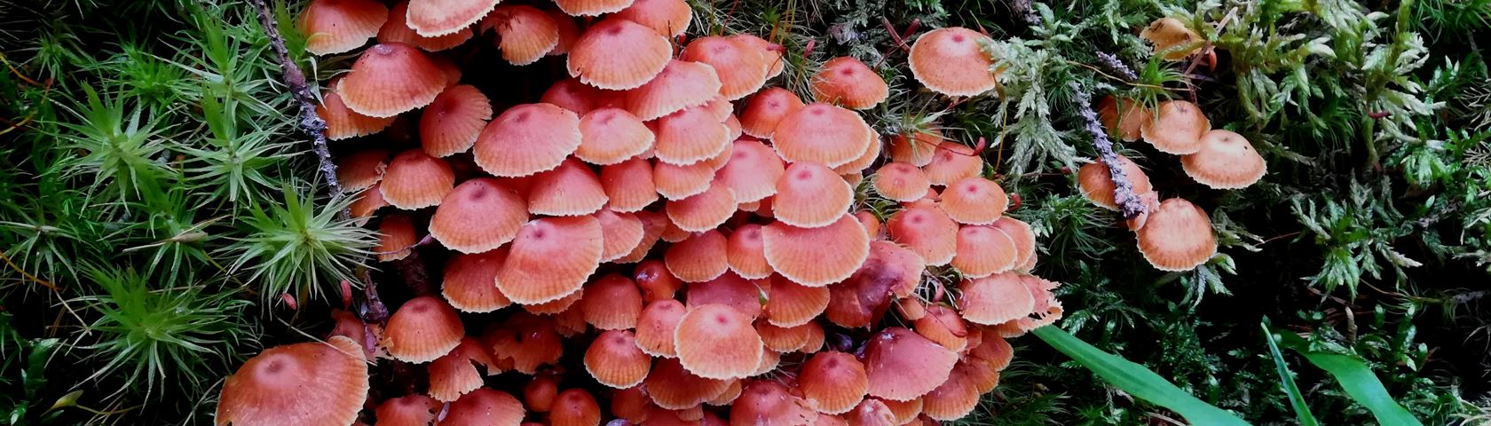Lush Mushrooms