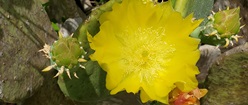 Yellow Cactus Blossom