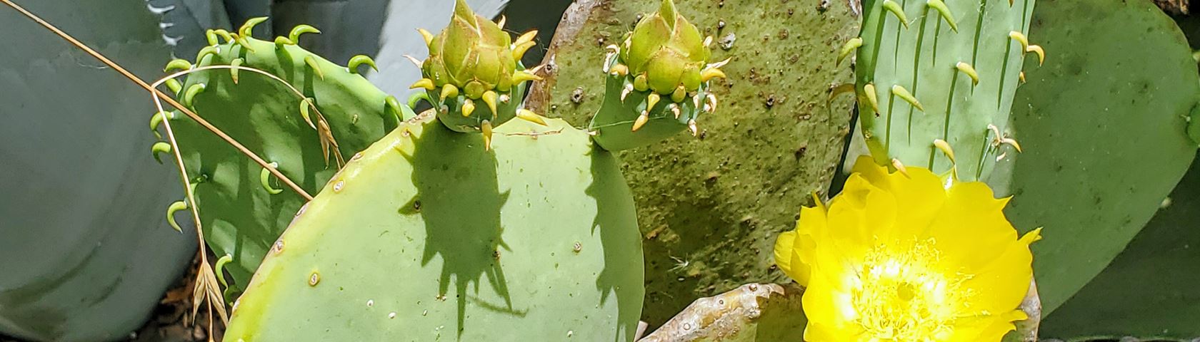 Cactus Buds and Bloom