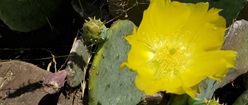 Bright Yellow Cactus Bloom