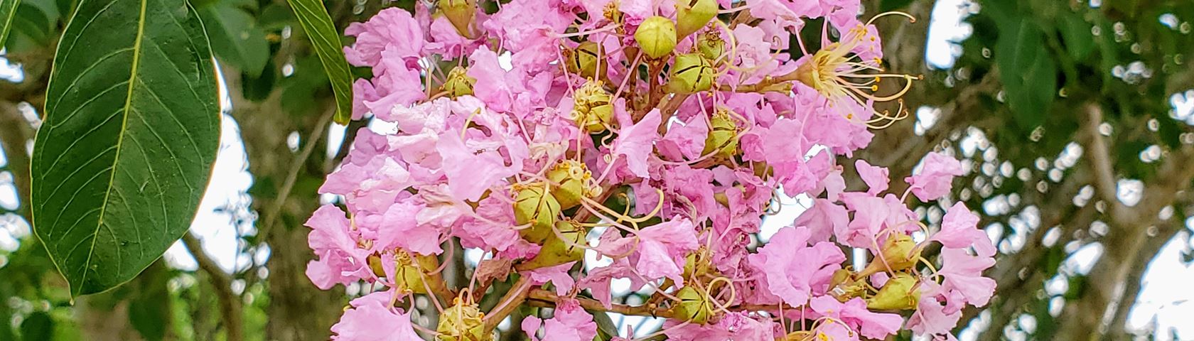 Crepe Murtle Blossom
