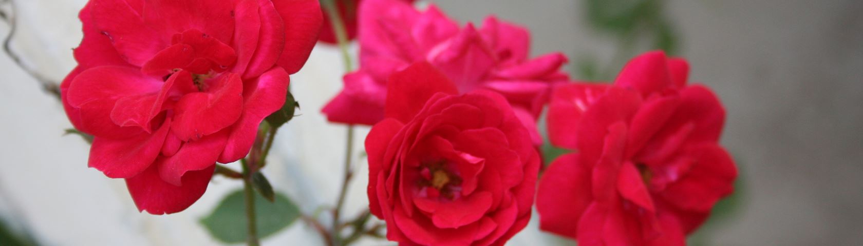 Roses In Bloom
