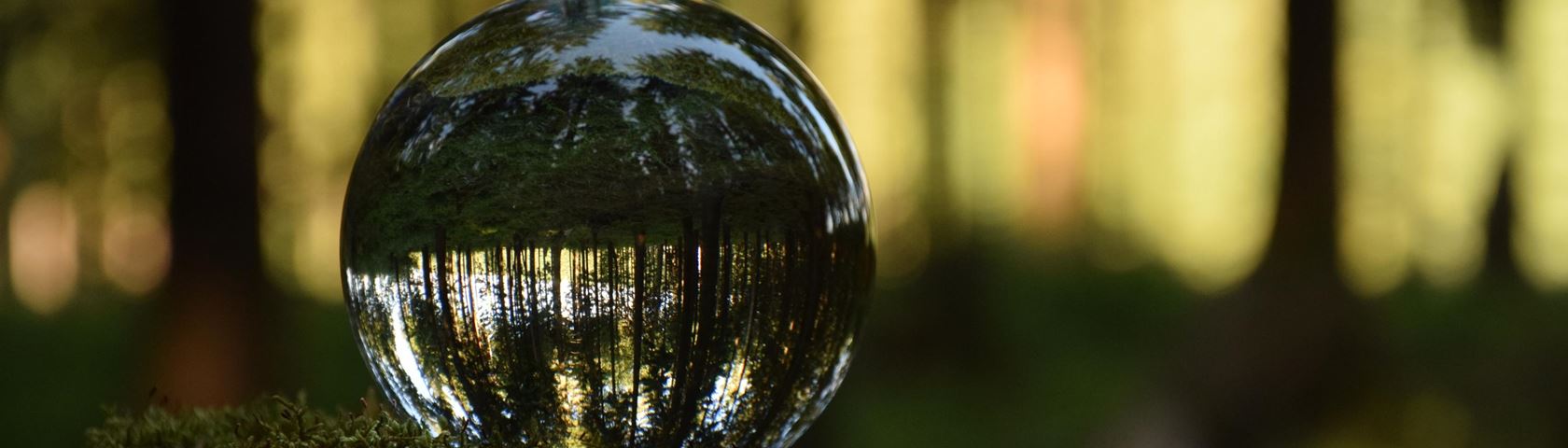 Forest in a Sphere