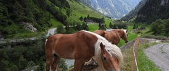 Horses on Austria Mountains