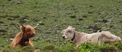 Austrian Cows