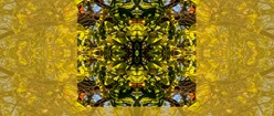 Catalpa Tree Symmetry with Gold Tones