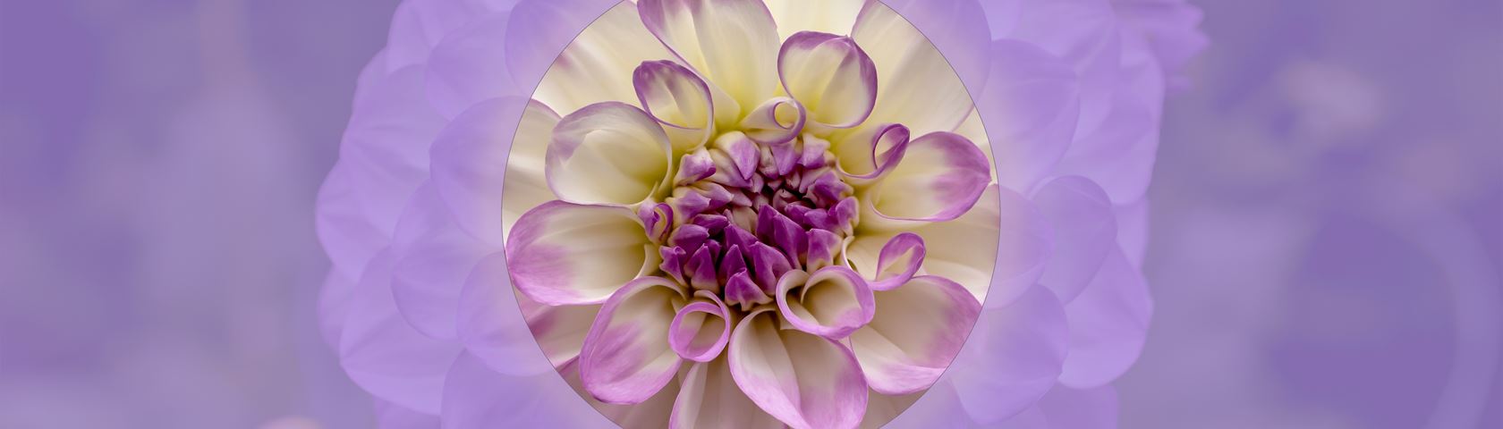 Dahlia with Lavender Background