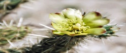 Silver Cholla Cactus Flower 2
