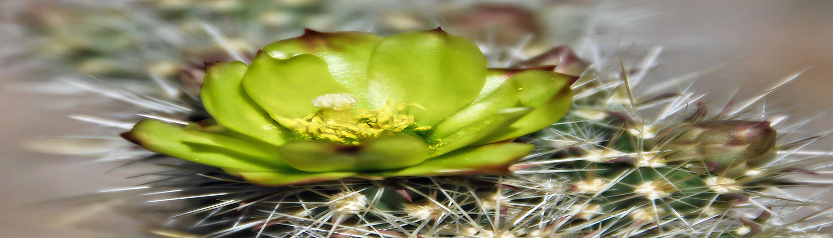 Silver Cholla Cactus Flower