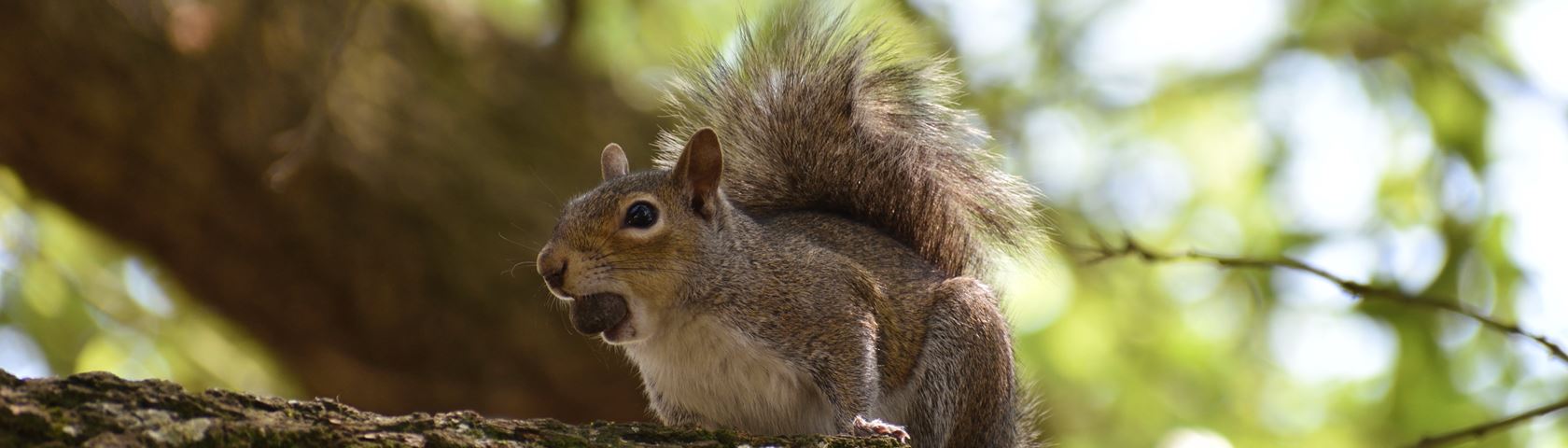 Squirrel with a Nut on a Branch