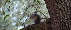 Squirrel Overlooking from Branch